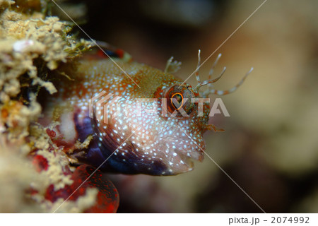 マツバギンポ 2074992