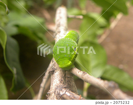 カボスの枝にカラスアゲハの幼虫が 2075232