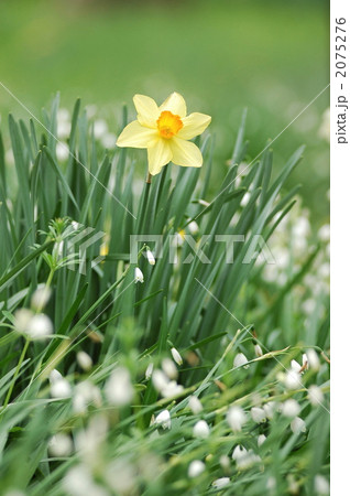 水仙とスズラン 2075276