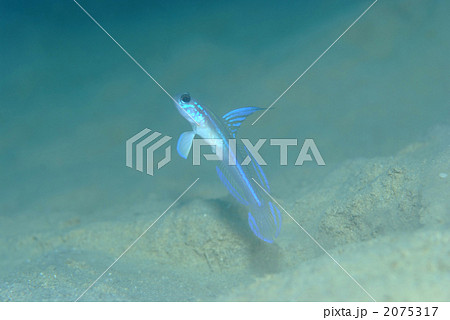 ハゴロモハゼ属の一種 2075317