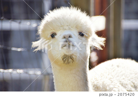 アルパカ正面 2075420