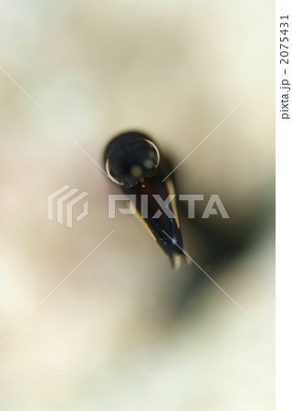 ハナヒゲウツボ ハナヒゲウツボ 2075431