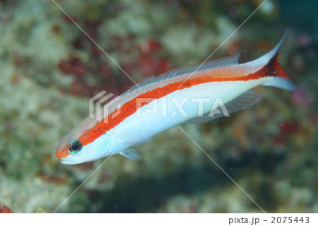 アカオビサンゴアマダイ 2075443
