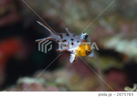 ヒオドシベラ 2075765