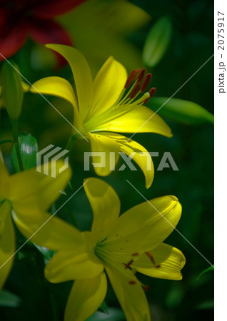 黄色いゆりの花 黄色いゆりの花 2075917