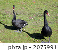 黒鳥の散歩 2075991