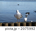 カモメと睨み合い 2075992