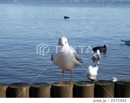 カモメと睨み合い カモメと睨み合い 2075992