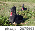 休憩中の黒鳥 2075993