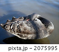 首が疲れた黒鳥 2075995