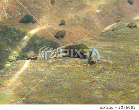 アジメドジョウとカワニナ アジメドジョウとカワニナ 2076085