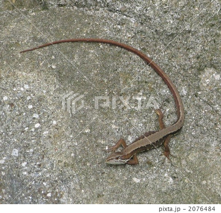 ニホンカナヘビ 2076484