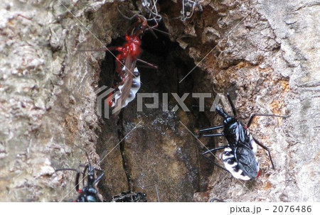 桜の洞に集まるヨコヅナサシガメ 2076486