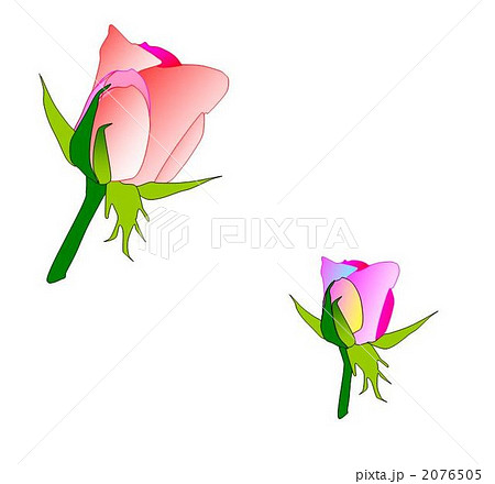 つぼみの薔薇のイラスト素材 2076505 Pixta