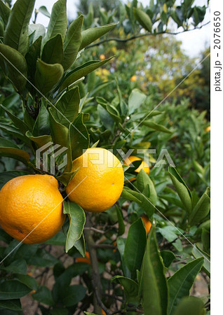 みかんの木 2076650
