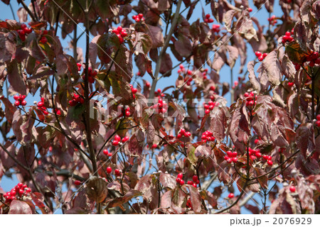 赤い実 2076929