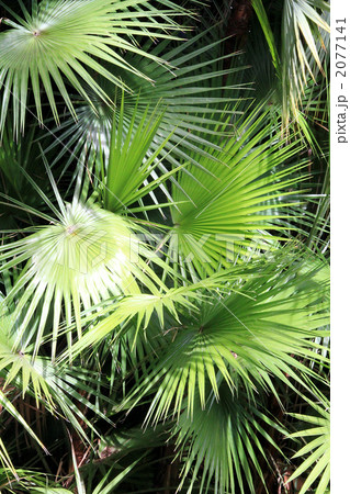 ハワイ原産の椰子の葉 2077141