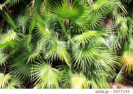 ハワイ原産の椰子の葉 2077145