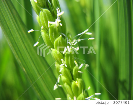 稲の花～横カット 2077401