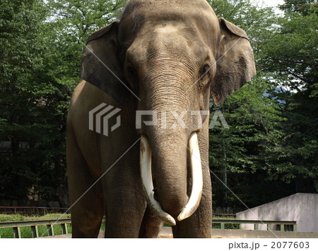 インド象正面の写真素材