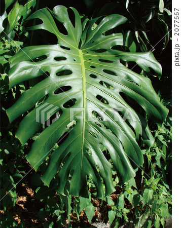 モンステラ 2077667
