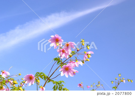 皇帝ダリアの花 2077800