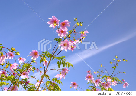 皇帝ダリアの花 皇帝ダリアの花 2077830