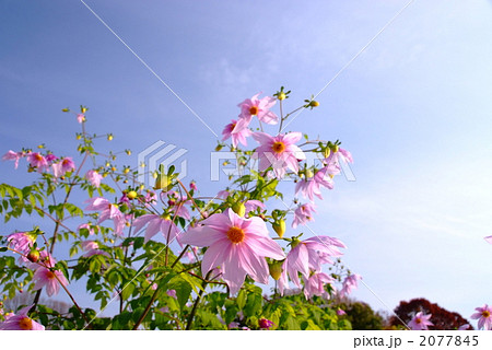 皇帝ダリアの花 2077845