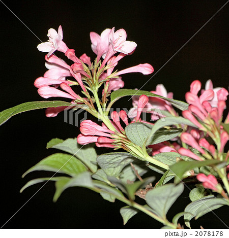 タニウツギ タニウツギ 2078178