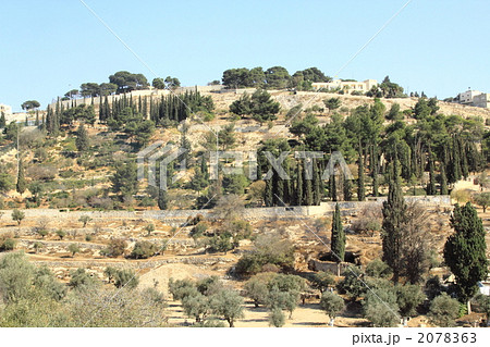 オリーブ山 Mount of Olives JapaneseClass.jp