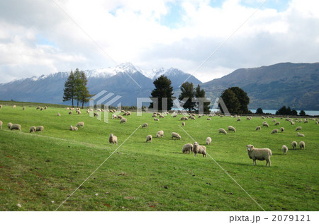 羊の放牧 2079121