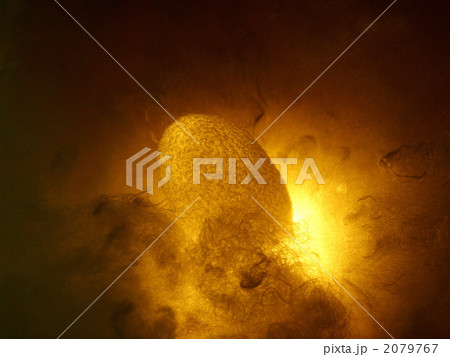 繭とあかり 繭とあかり 2079767