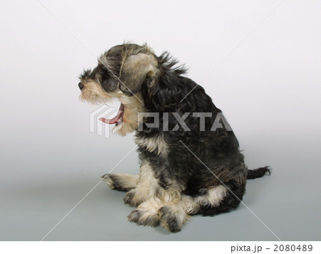 ペット　犬　ミニチュアシュナウザー 2080489