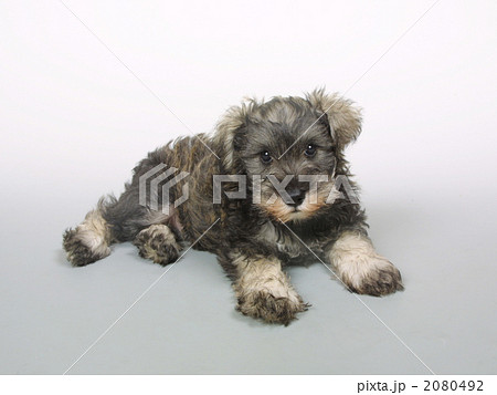 ペット　犬　ミニチュアシュナウザー 2080492