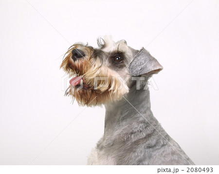 ペット 犬 ミニチュアシュナウザー ペット 犬 ミニチュアシュナウザー 2080493