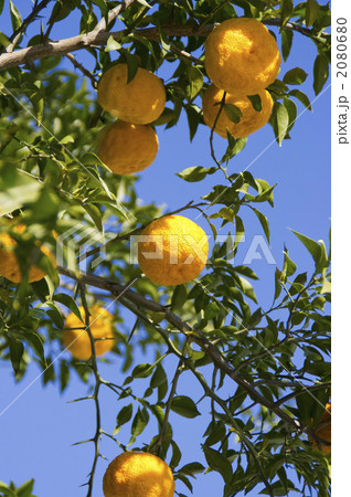 柚子 2080680