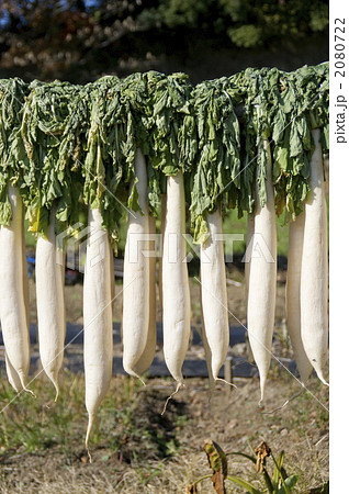 大根行列 2080722
