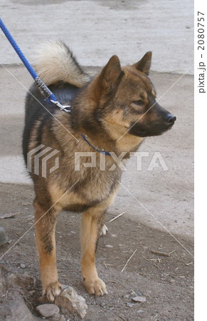 信州川上村元祖の川上犬 信州川上村元祖の川上犬 2080757