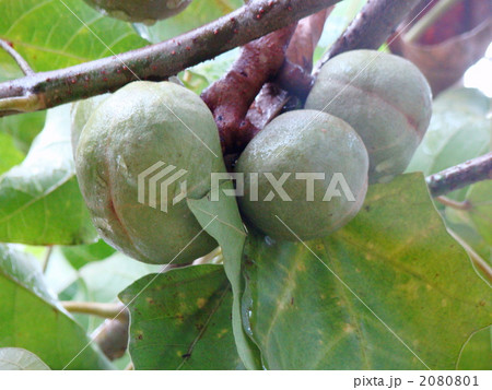 ククイナッツオイルの実 ククイナッツオイルの実 2080801