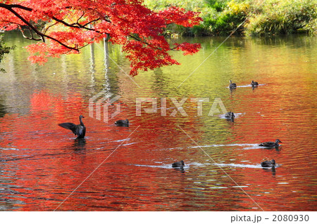 紅葉 (小石川後楽園) 紅葉 (小石川後楽園) 2080930