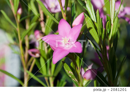 サザンクロス 2081201