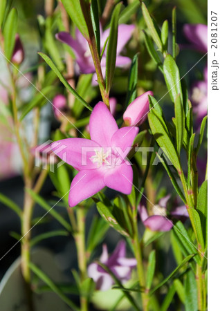 サザンクロス 2081207