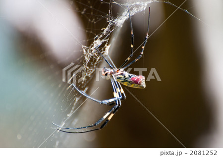 クモ クモ 2081252