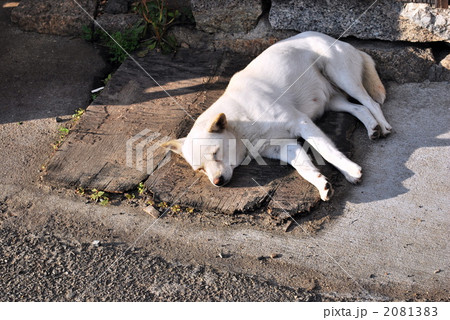 夢見心地 夢見心地 2081383