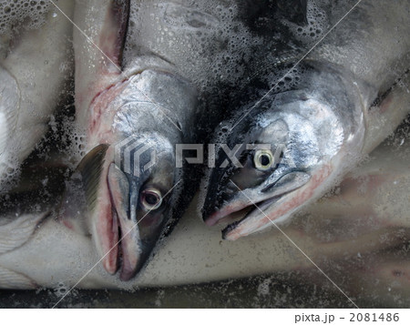 陸揚げされたサケ 2081486