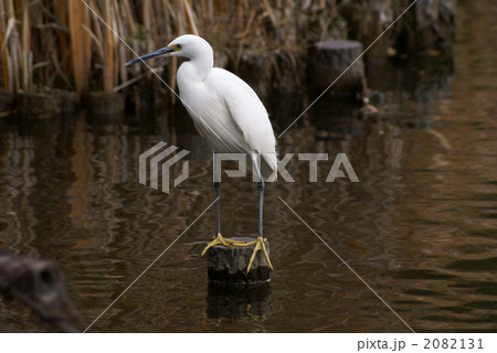 小鷺の狩り 小鷺の狩り 2082131