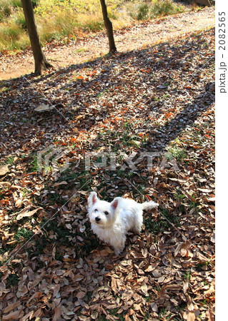 小犬の散歩 2082565