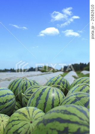 取れたてのスイカ 2082610