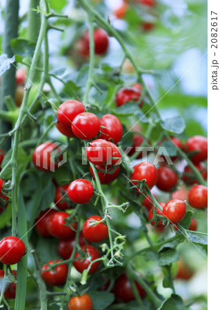 沢山のミニトマト 2082617