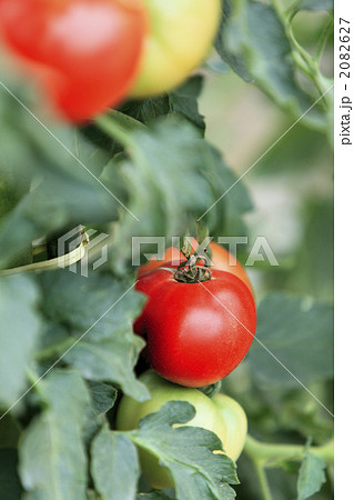 完熟トマト 2082627